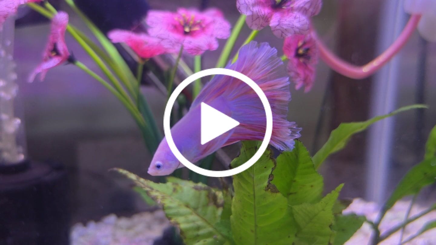 Customer video review of Pink Halfmoon Male Betta Fish | You Pick Fish | Order Directly From Farm