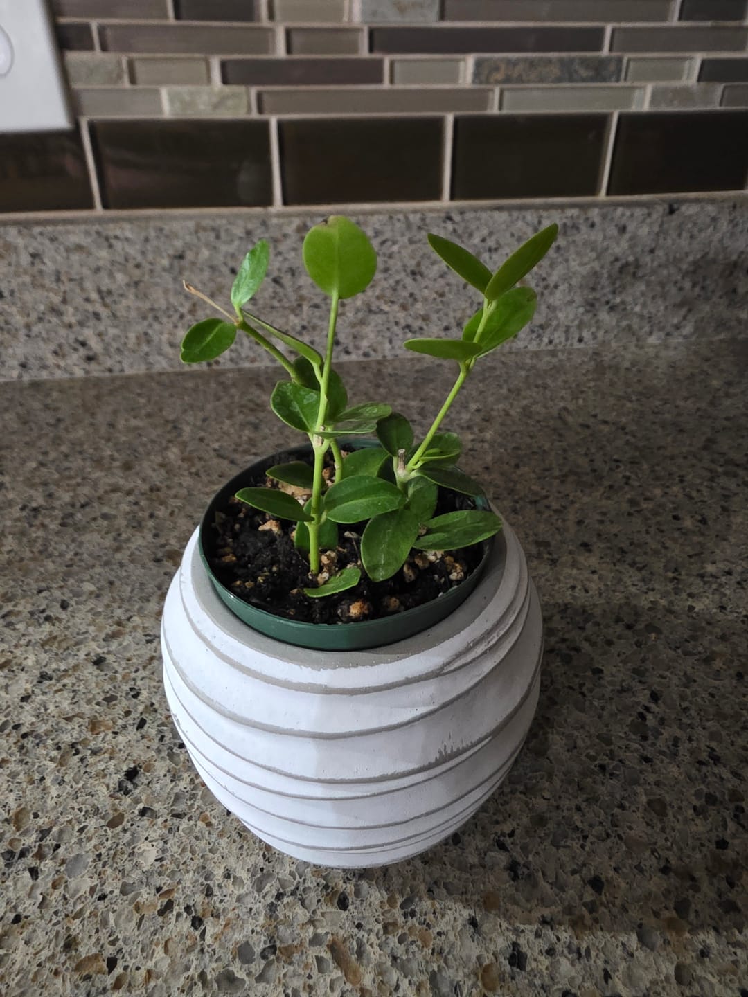 Customer photo review of Hoya cumingiana