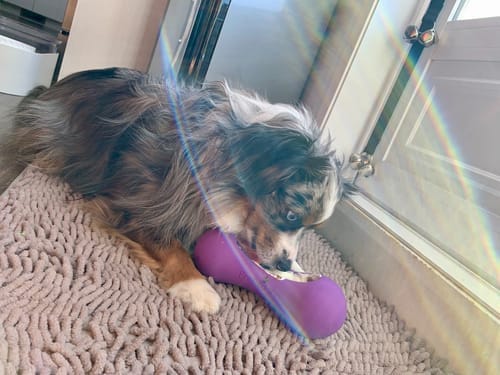 Customer photo review of Freezstick - Indestructible Enrichment Chew