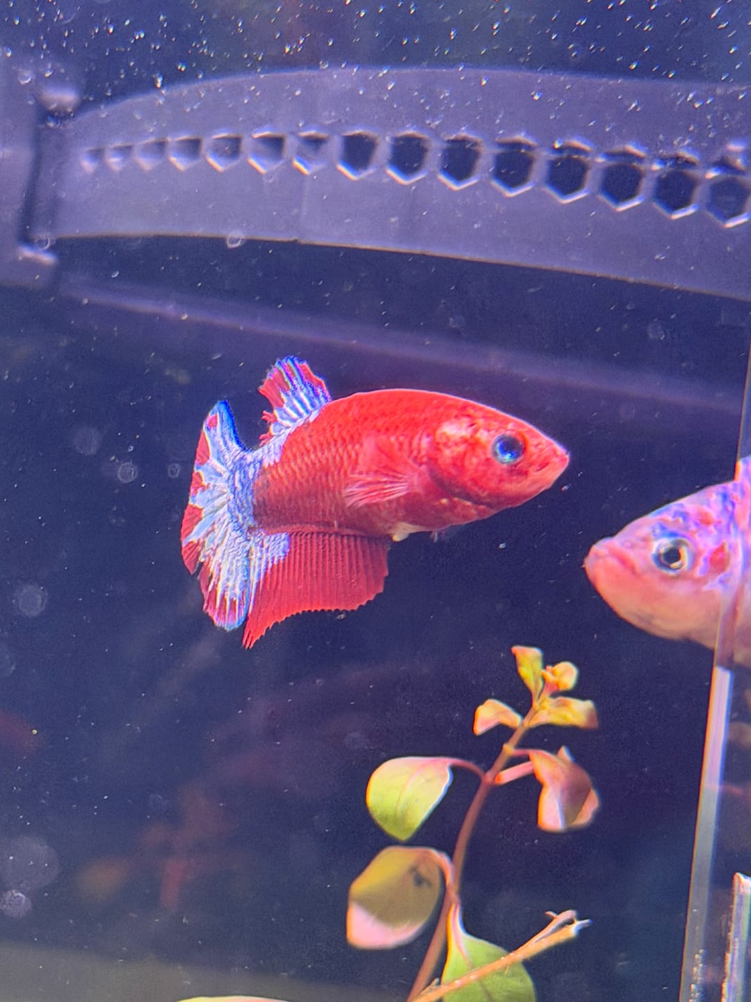 Customer photo review of Fancy Red Star Female Betta Fish
