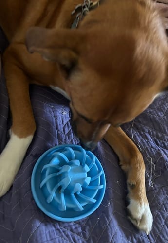 Customer photo review of FreezLava Heavy-Duty Enrichment Chew