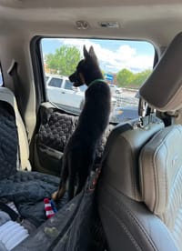 Customer photo review of Aktoclean RoadBed™️ – Extension de banquette rigide pour chien