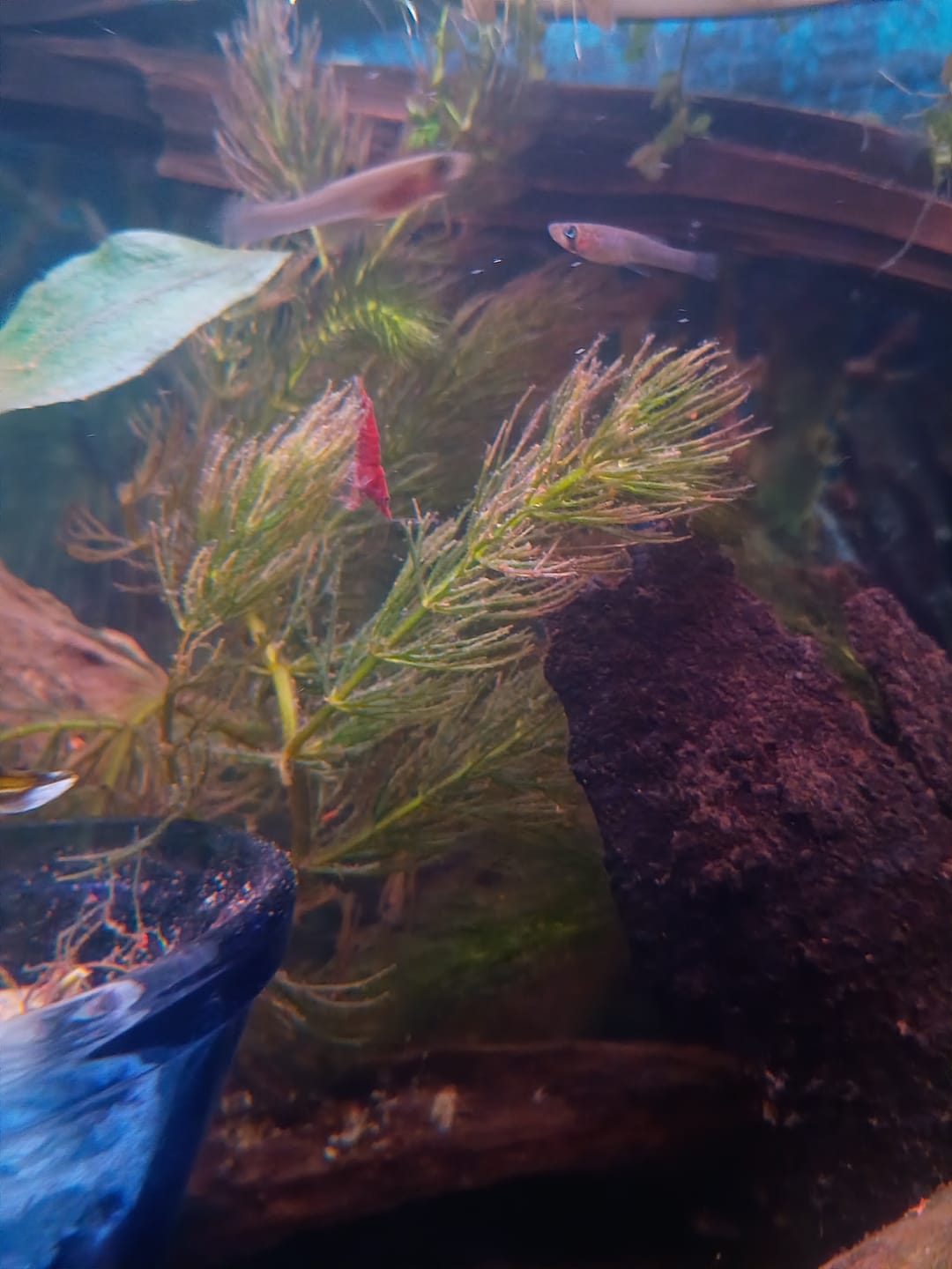 Customer photo review of Neocaridina Skittles Shrimp Pack – Assorted Freshwater Colors
