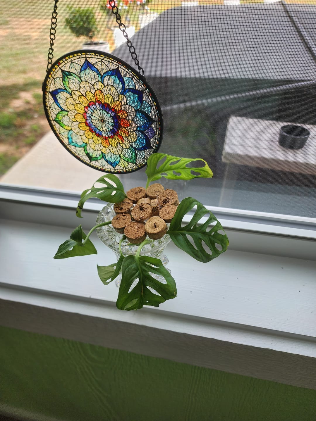 Customer photo review of Swiss Cheese Plant - Monstera Adansonii - Swiss Cheese Cuttings - Live indoor plant - Monstera cuttings - air purification houseplant