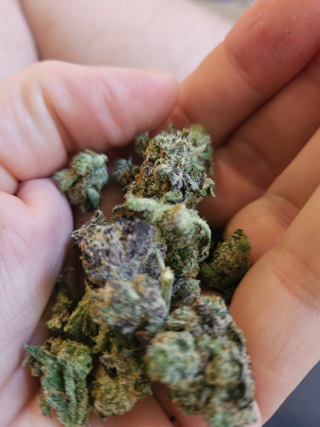 Customer photo review of Gush Mintz THCA Flower (Budget)