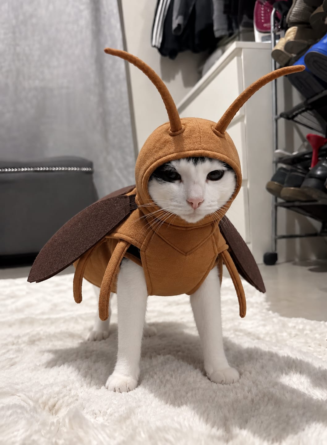 Customer photo review of Bug Bite Pet costume