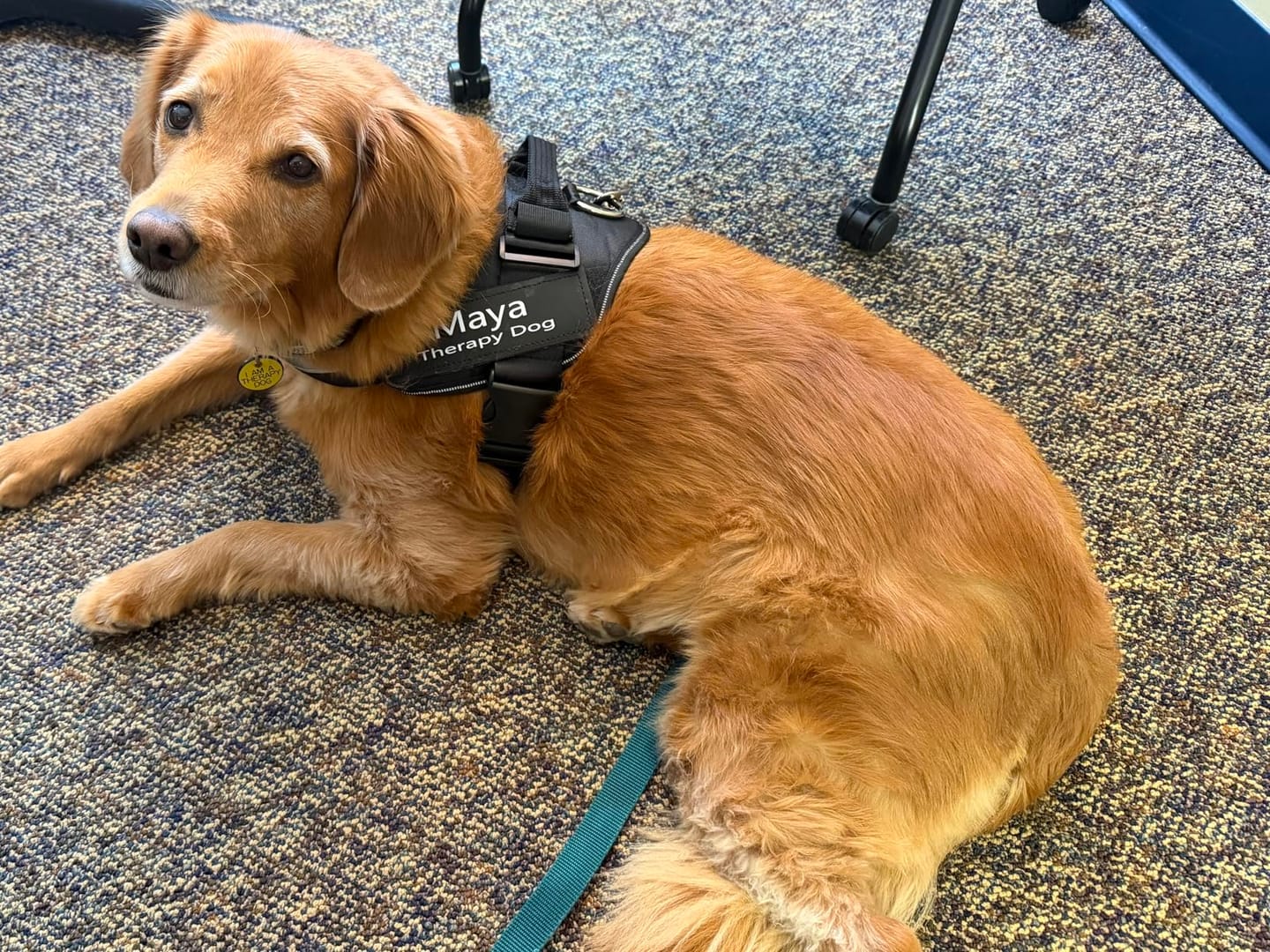 Customer photo review of No Pull Dog Harness