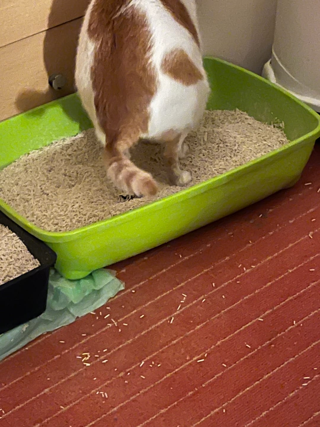 Customer photo review of Naturreines Katzenstreu