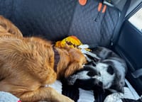 Customer photo review of Aktoclean RoadBed™️ – Extension de banquette rigide pour chien