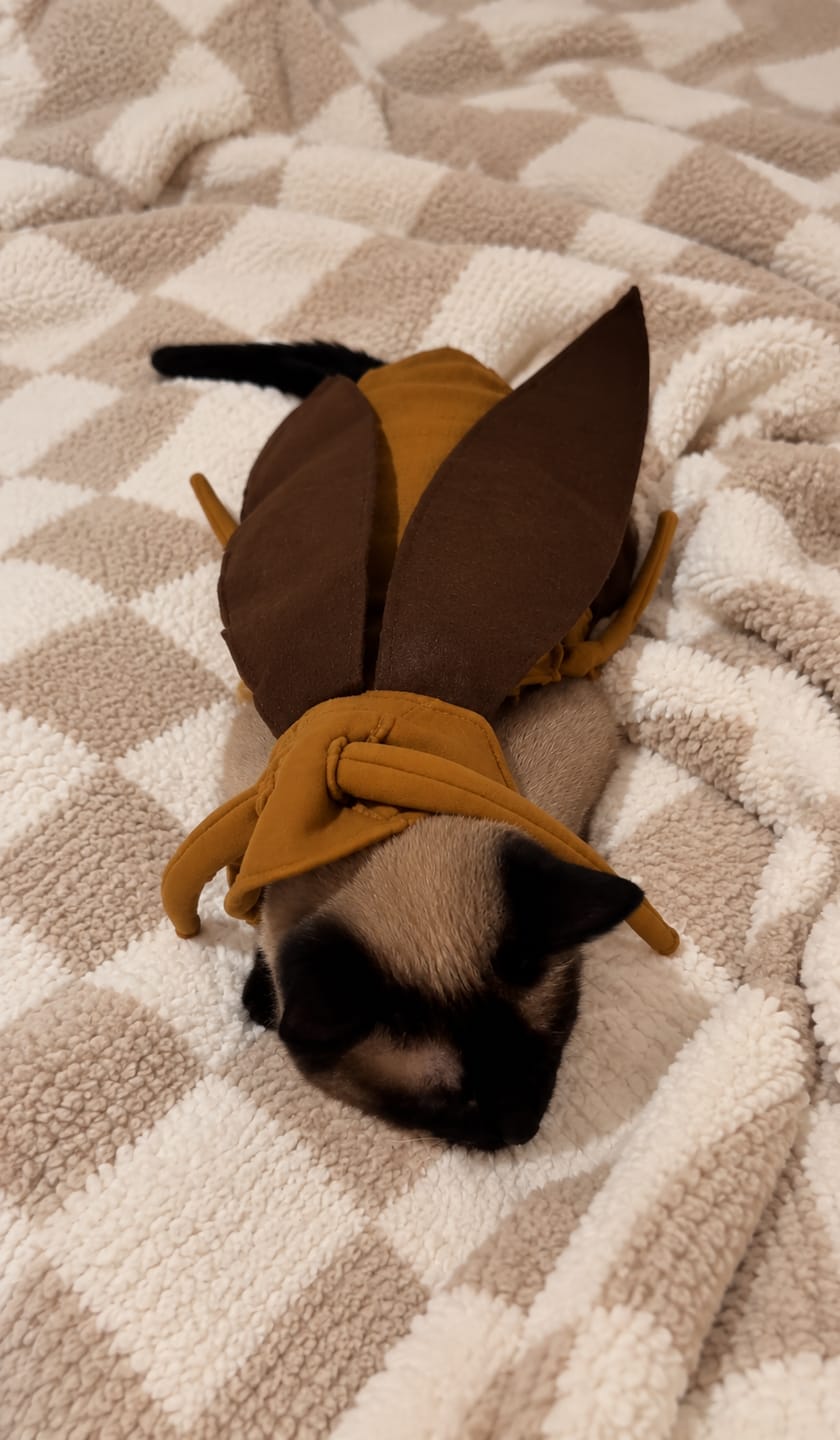 Customer photo review of Bug Bite Pet costume