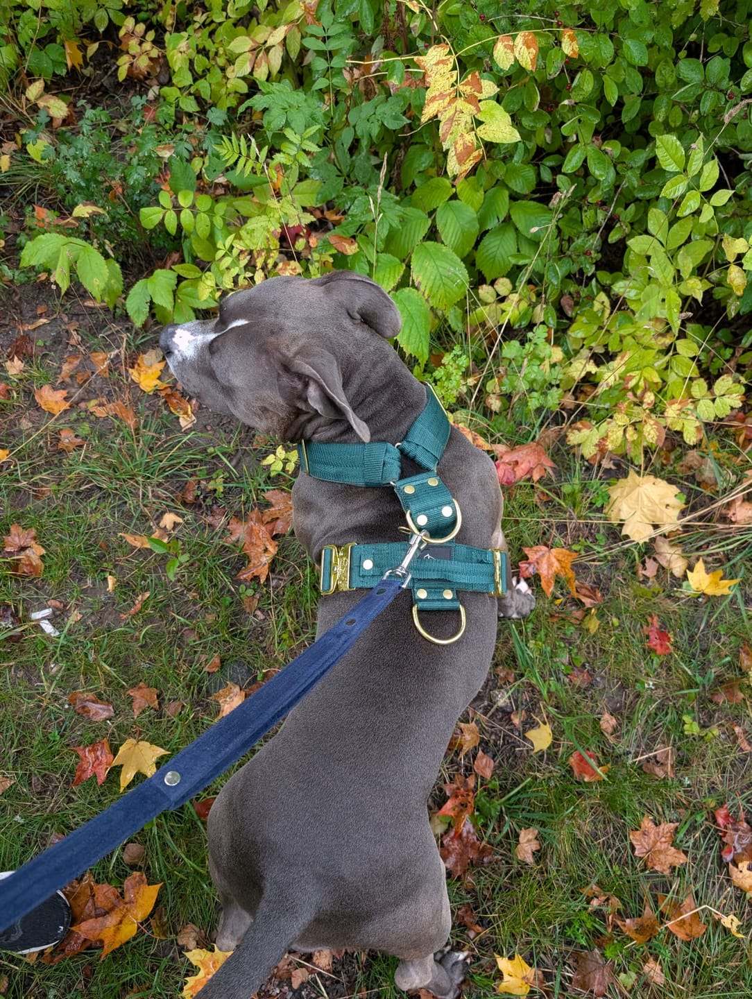 Customer photo review of Easy Walk Extreme Gold Buckle Forest Green - Sele med snabbspänne