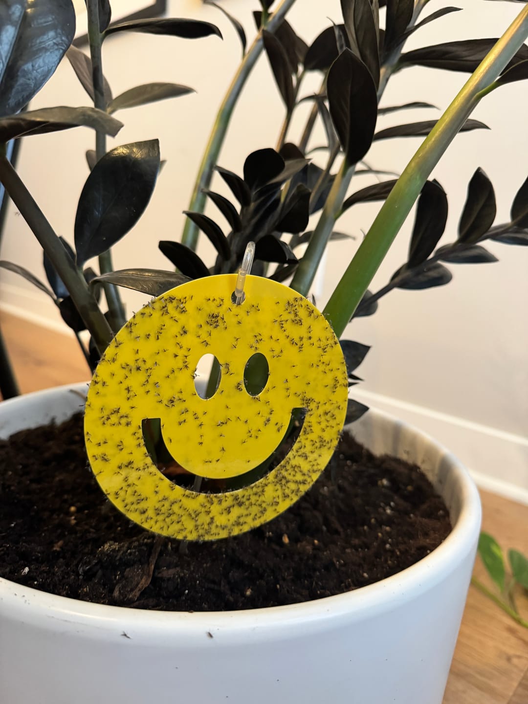 Customer photo review of Killer Smiles
