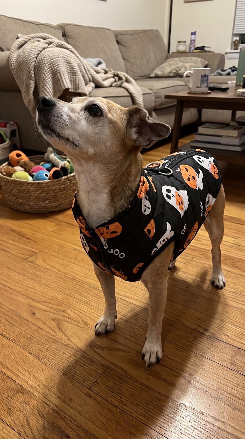 Customer photo review of Warm Whiskers Halloween Pet Vest