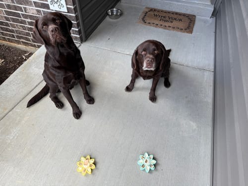 Customer photo review of Freezflower Cup -  Frozen Treat Cup for Calm, Happy Dogs