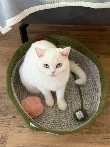 Customer's Fellnest Katzenkorb, a round green and grey woven basket with a white cat sitting inside.