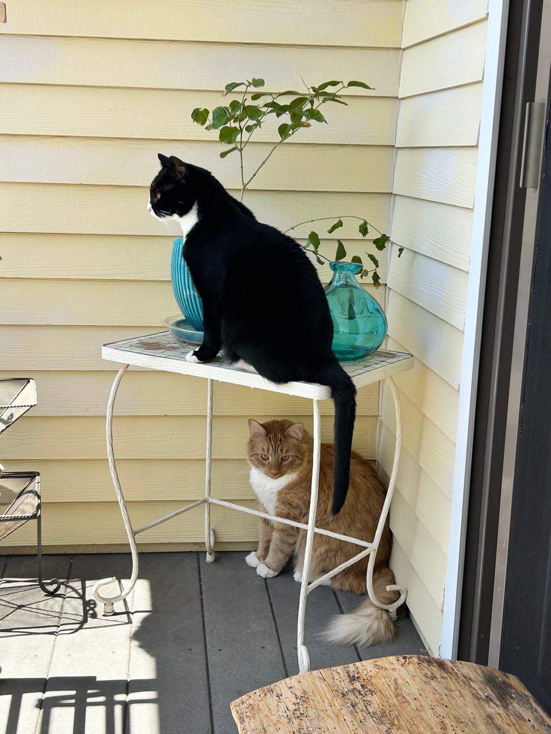 Customer photo review of NEW! Purrtzel Kicker