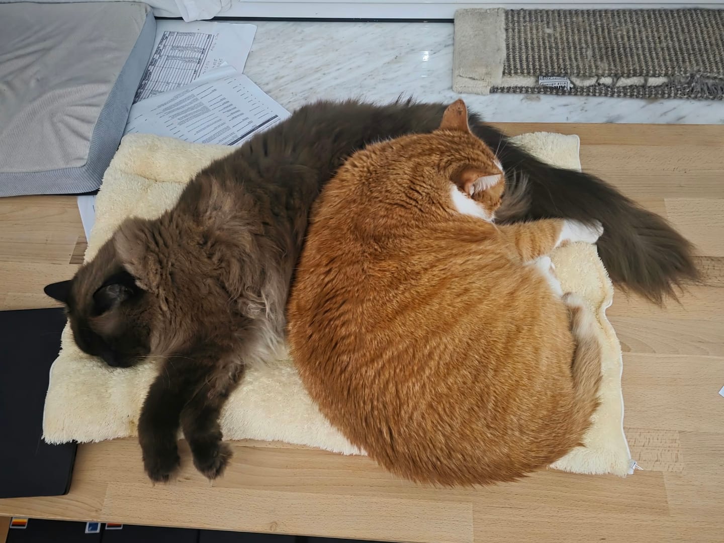 Customer photo review of Katzenstreu (Angebot)