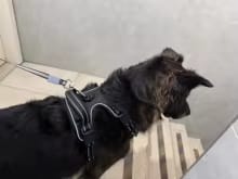 Customer photo review of No Pull Dog Harness – Adjustable Padded Vest with Front Clip and Handle
