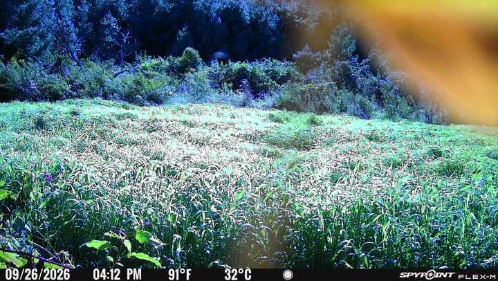 Customer photo review of Waterfowl Blend