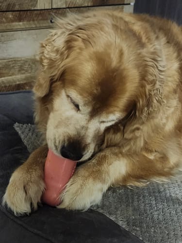 Customer photo review of Freezflower Cup -  Frozen Treat Cup for Calm, Happy Dogs