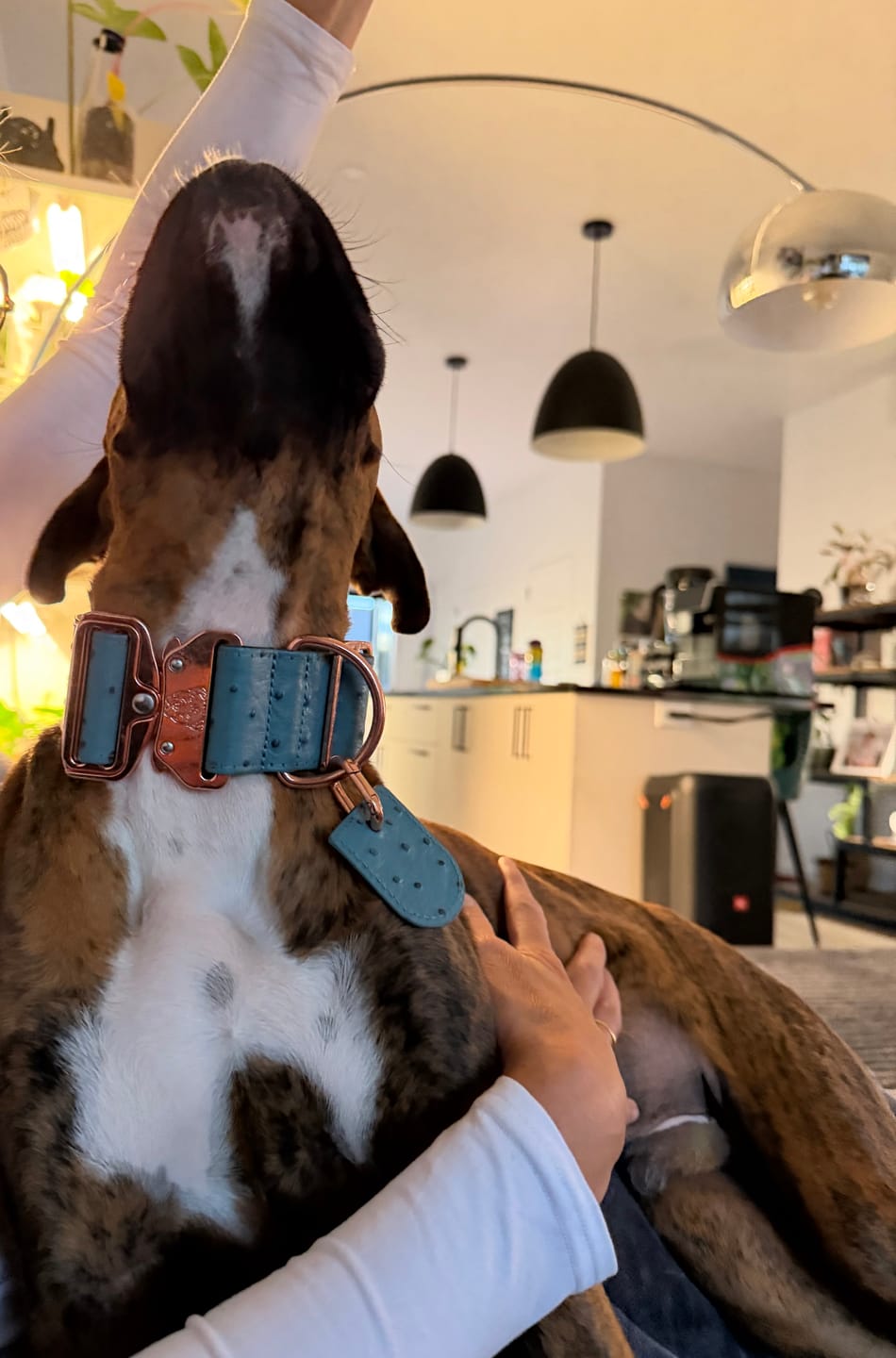 Customer photo review of 2" Leather Dog Collar - Lago Azzurro