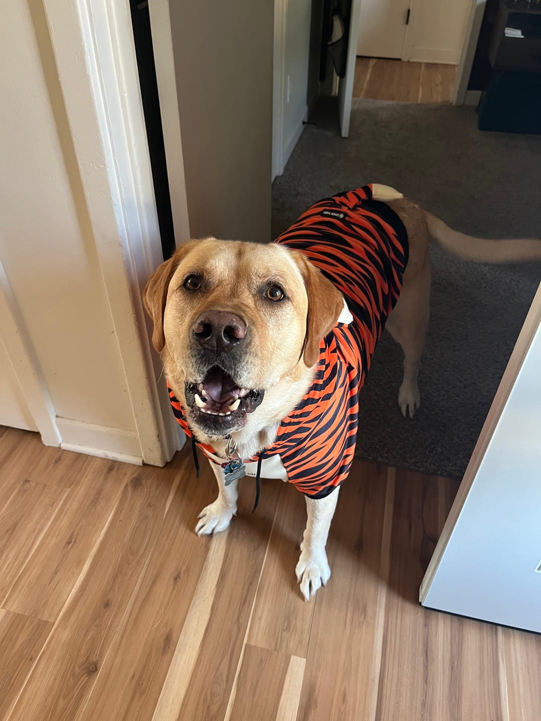 Customer photo review of Halloween Dog Hoodie - Tiger