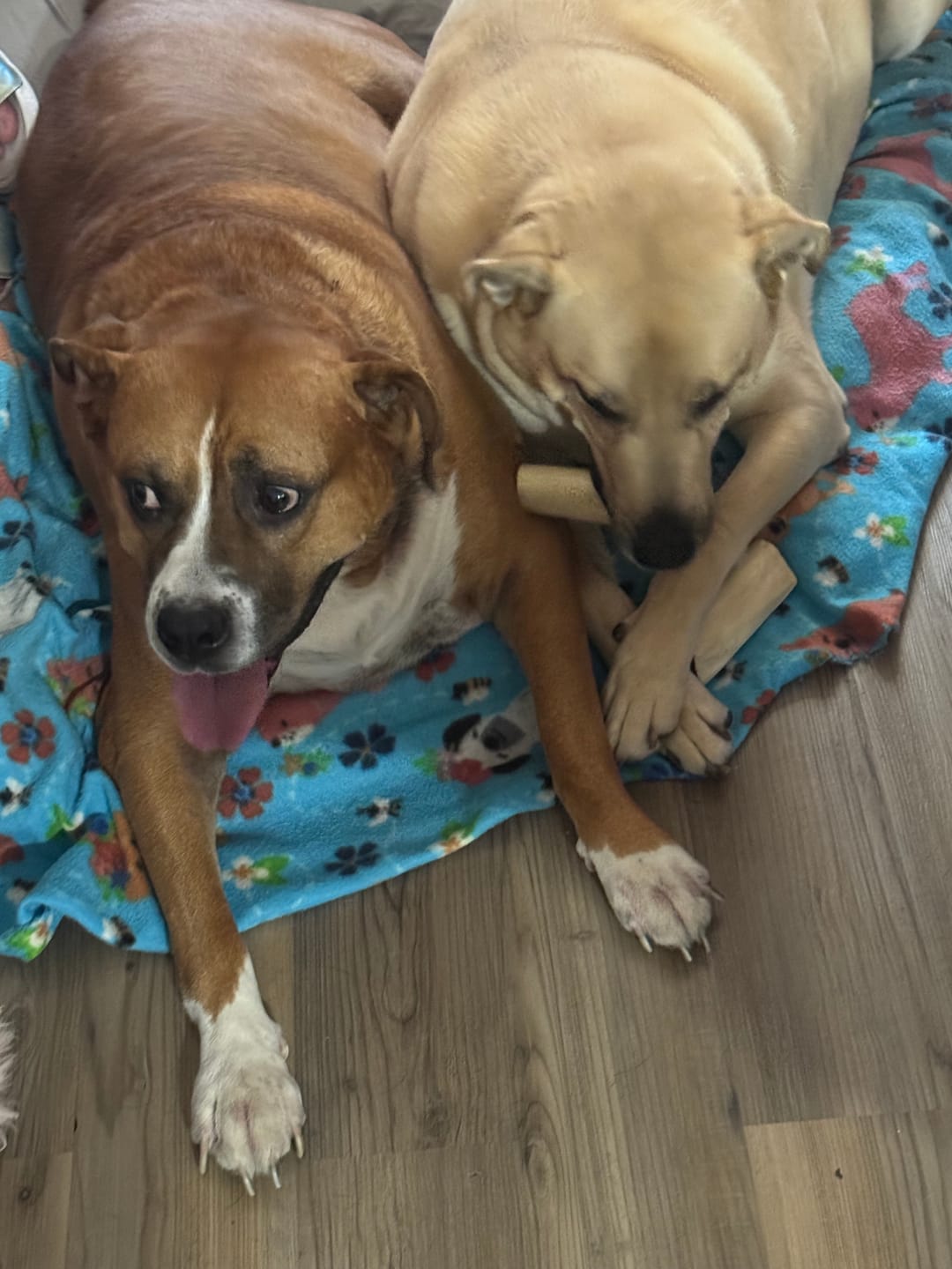 Customer photo review of DA-1™ Daily All-in-One - Skin/Coat, Joints, Gut Health & More