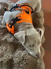 Customer photo review of No Pull Dog Harness – Adjustable Padded Vest with Front Clip and Handle