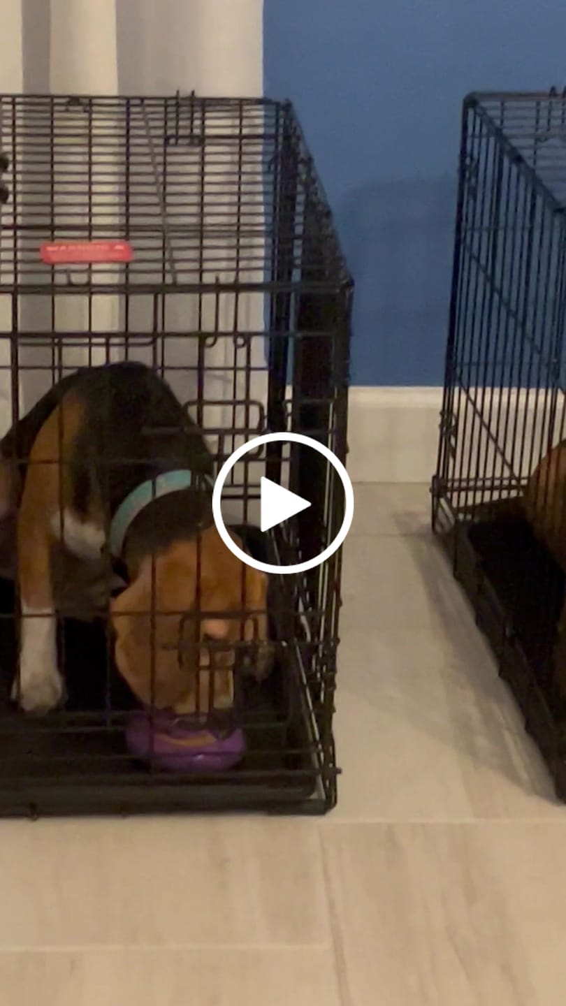 Customer video review of Freez Doughnut - Super Durable Treat Toy