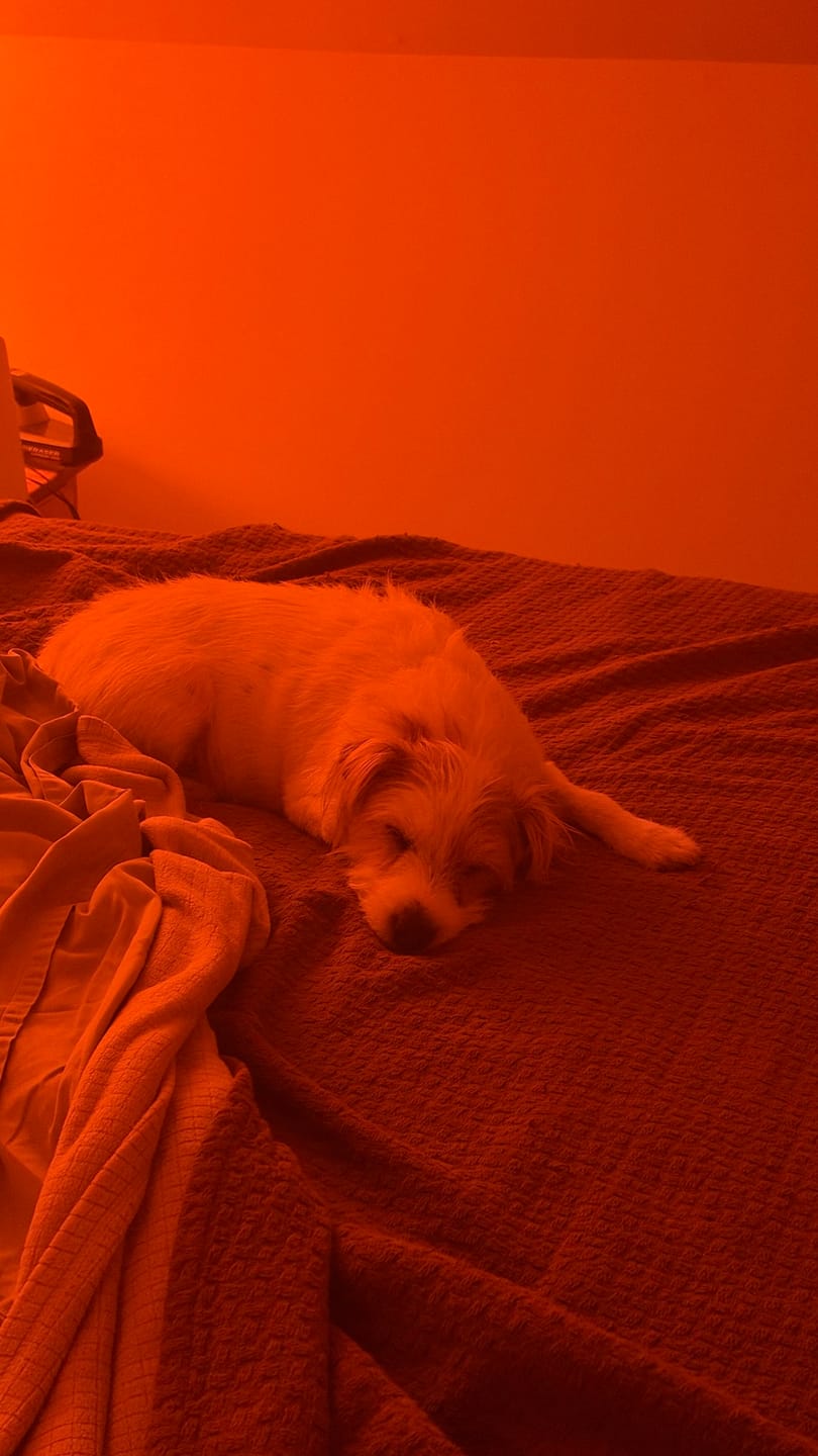 Customer photo review of Circadian Lightbulb™