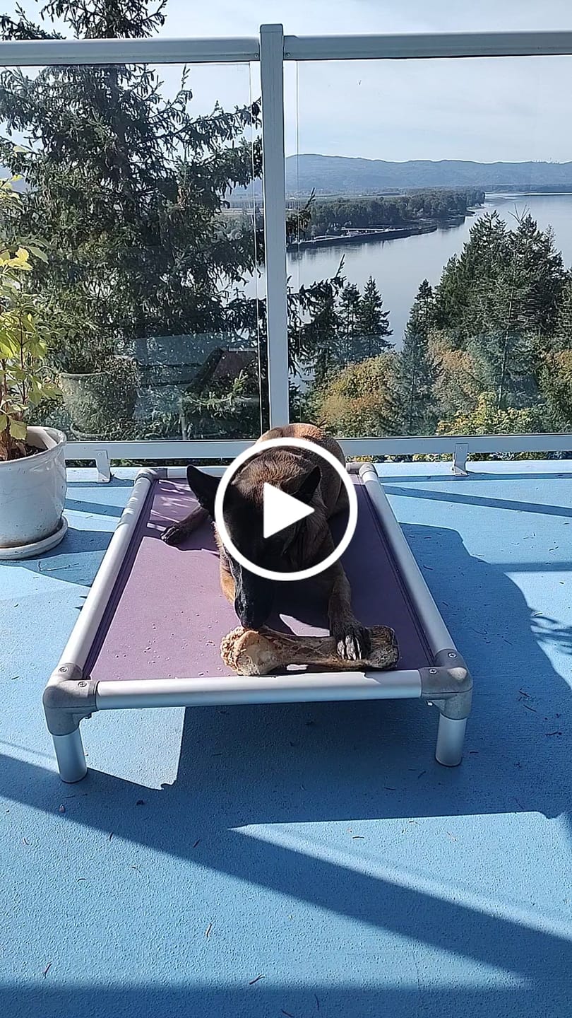 Customer video review of Ostrich Hip Bone (12" x 5"x 3”): The Durable, Flavor-Packed Chew for Medium & Large Dogs