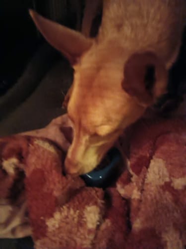 Customer photo review of FreezStar - Long-Lasting Star Chew