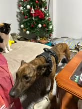 Customer photo review of No Pull Dog Harness – Adjustable Padded Vest with Front Clip and Handle
