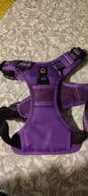 Customer photo review of No Pull Dog Harness – Adjustable Padded Vest with Front Clip and Handle