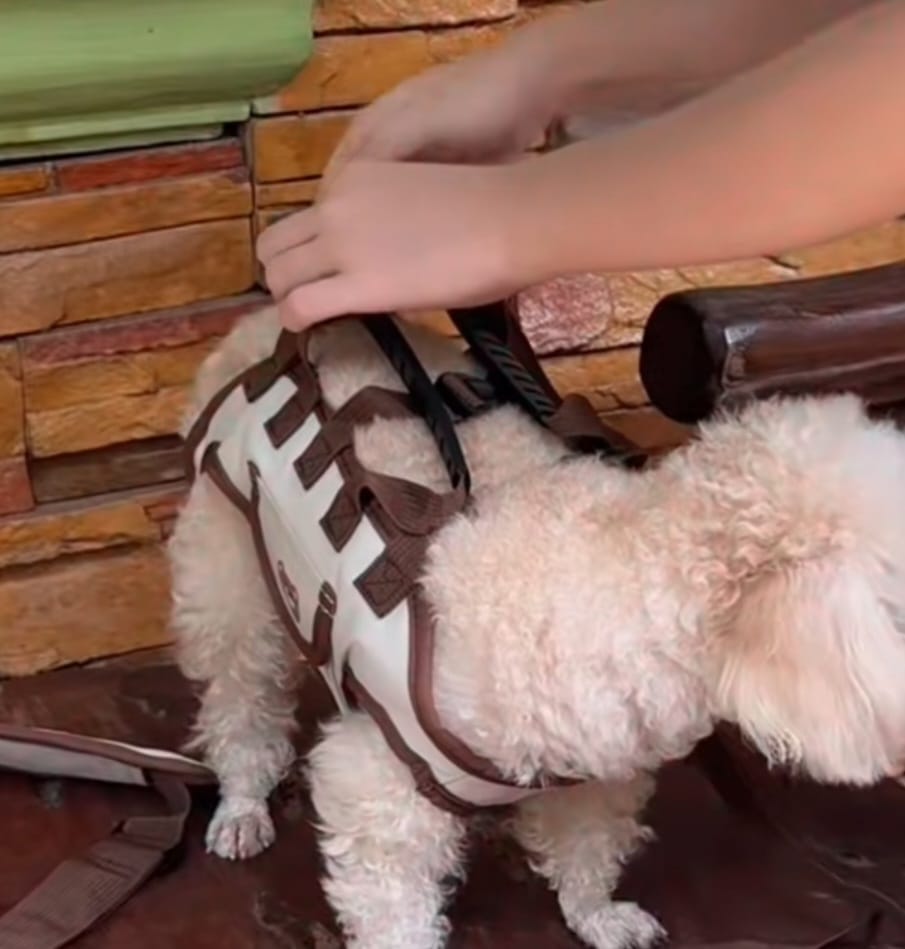 Customer photo review of Arnés de Transporte para Perros Pequeños