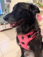 Customer photo review of No Pull Dog Harness – Adjustable Padded Vest with Front Clip and Handle