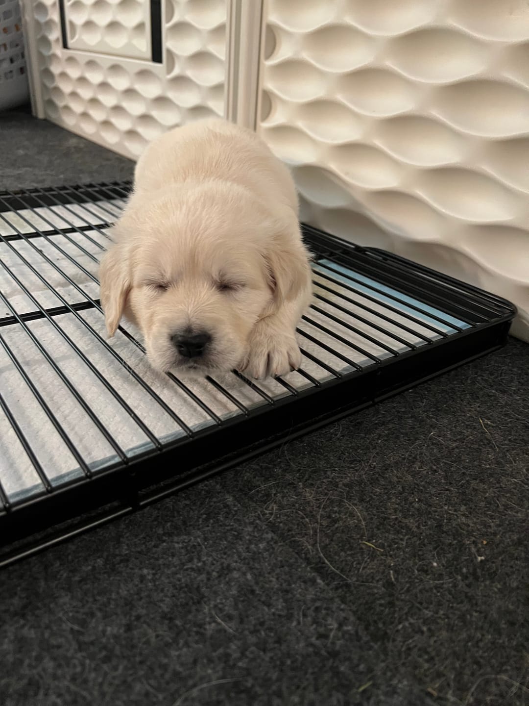 Customer photo review of Little Wolves Disposable Puppy Pads - 21" x 21" - 200 Pack