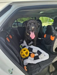 Customer photo review of Aktoclean RoadBed™️ – Extension de banquette rigide pour chien
