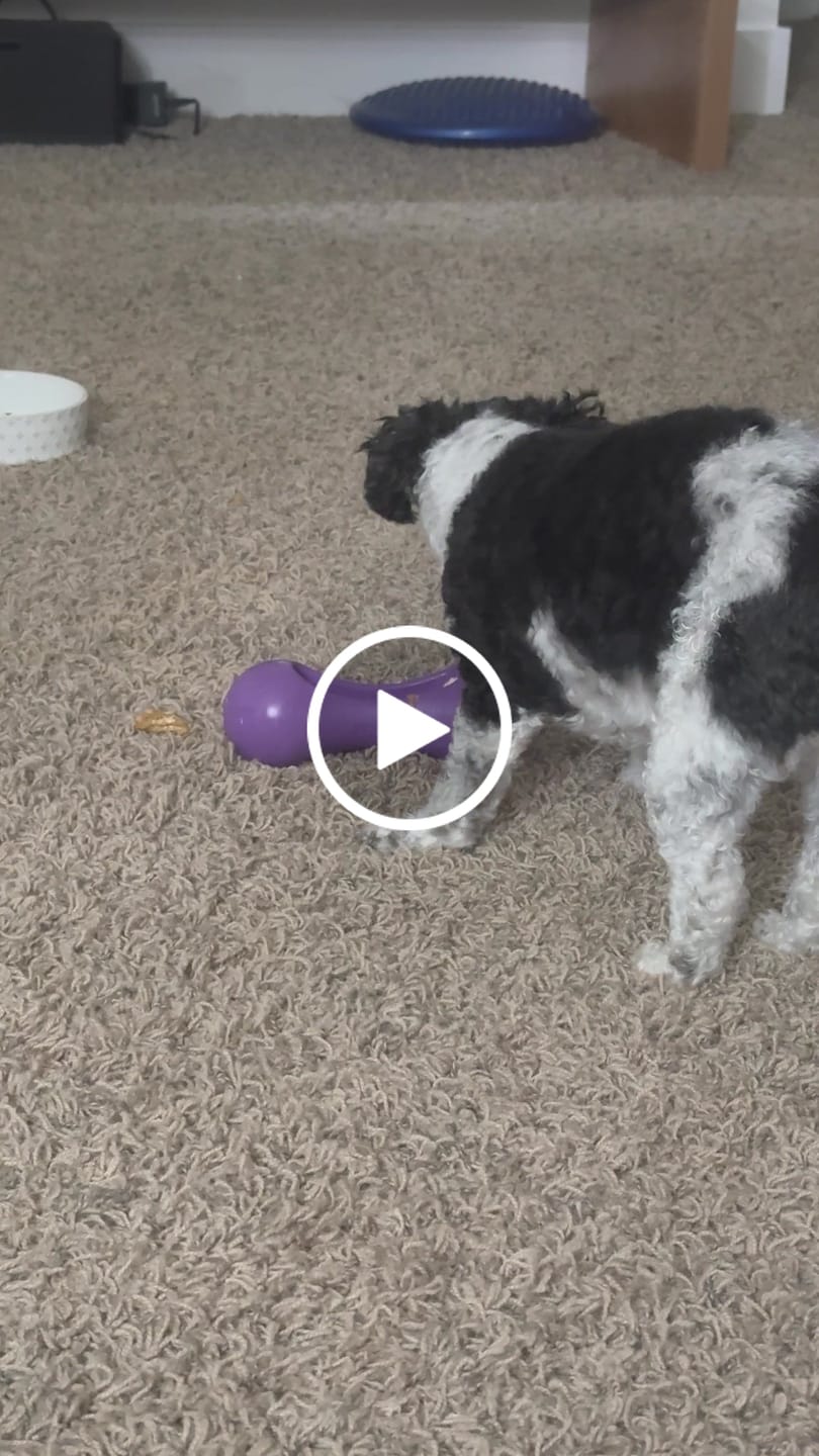 Customer video review of Freezball - Durable Fillable Dog Chew Bone