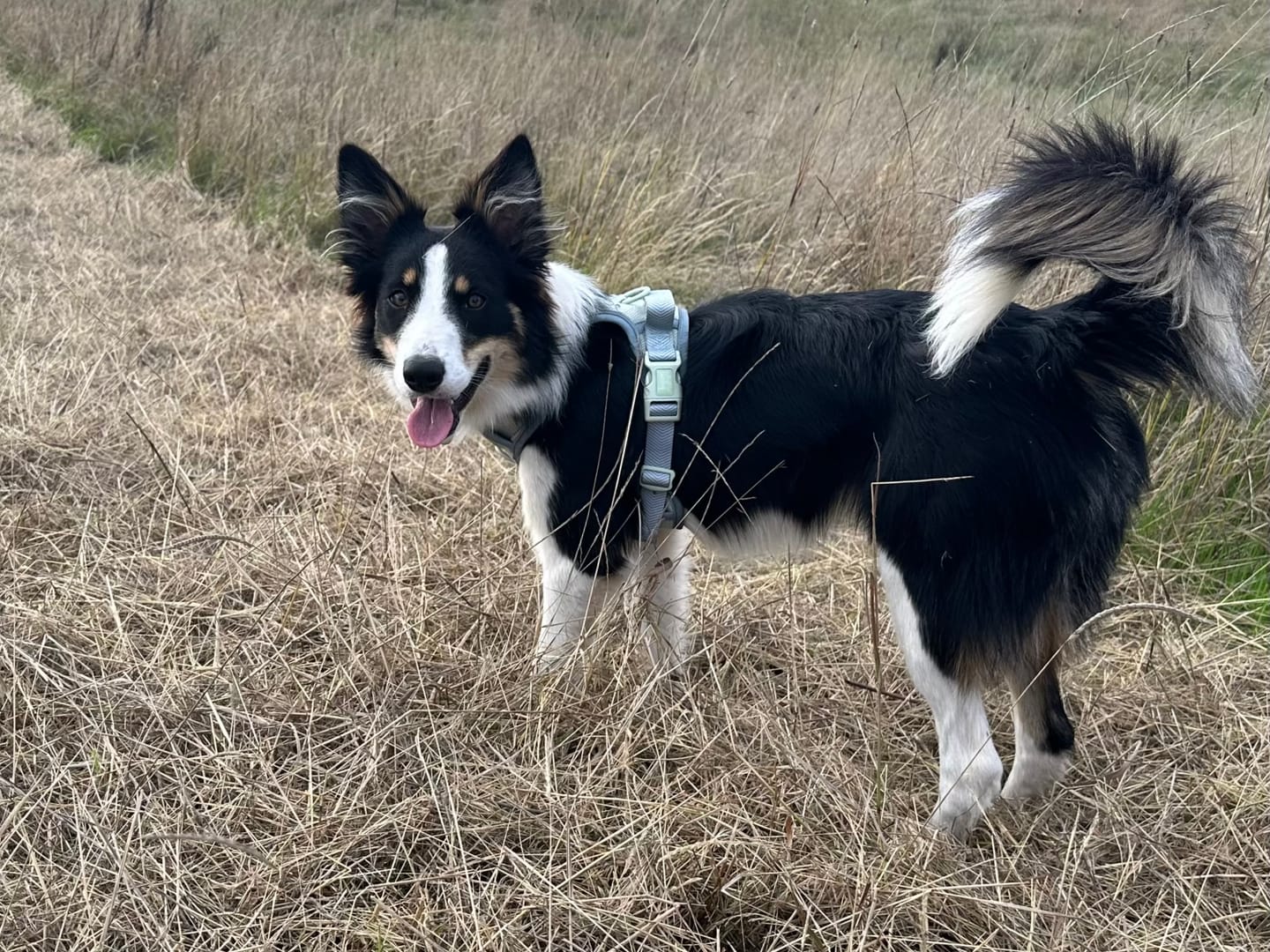 Customer photo review of Trail & Glow Tweed Dog Harness - Colour Drops - Sage Tweed