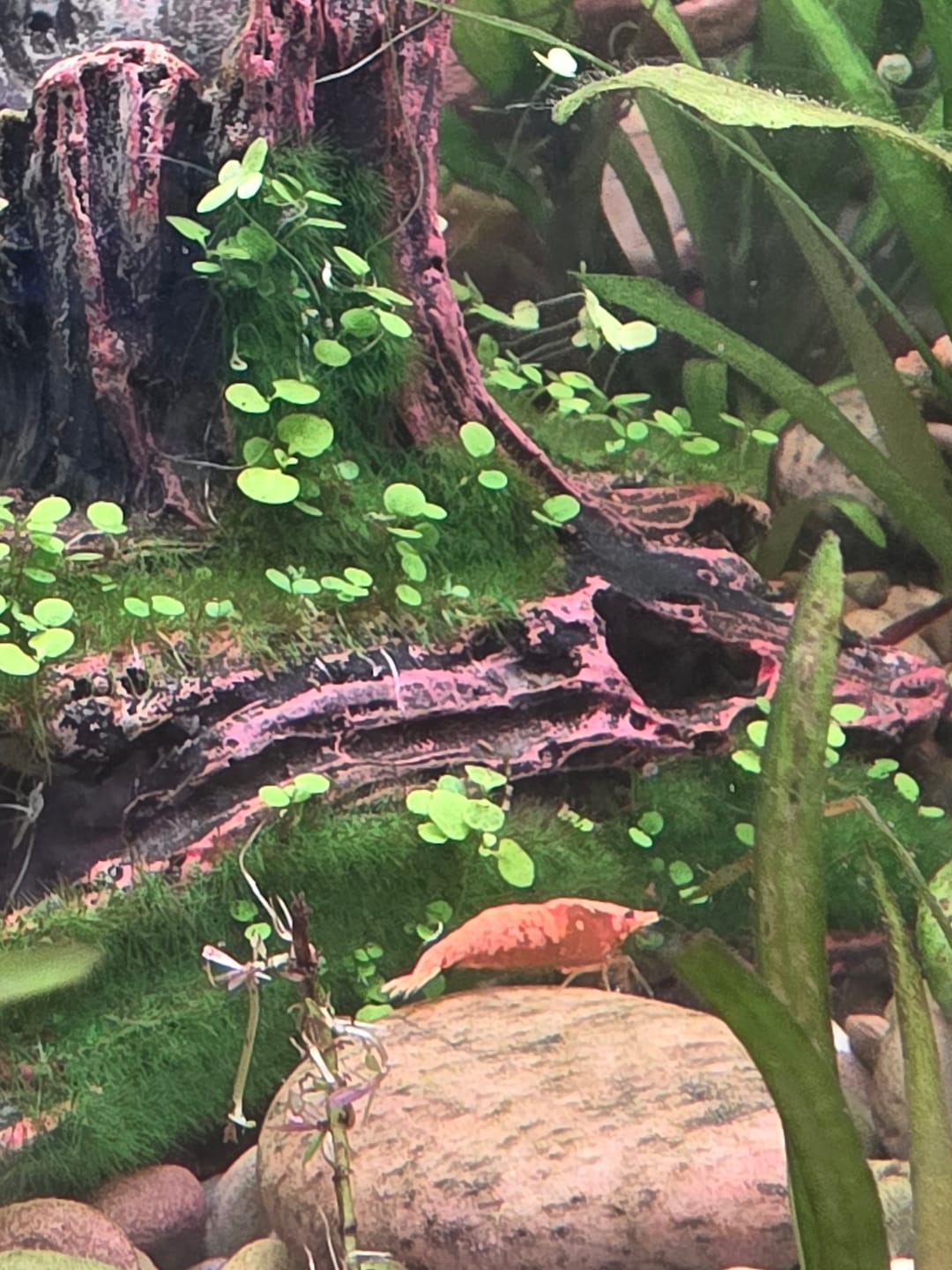 Customer photo review of Neocaridina Skittles Shrimp Pack – Assorted Freshwater Colors