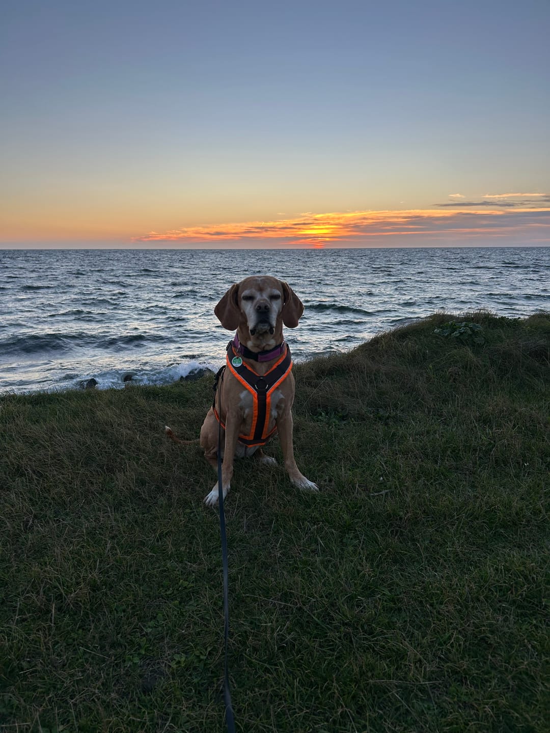 Customer photo review of Probio Belly Snacks für Hunde