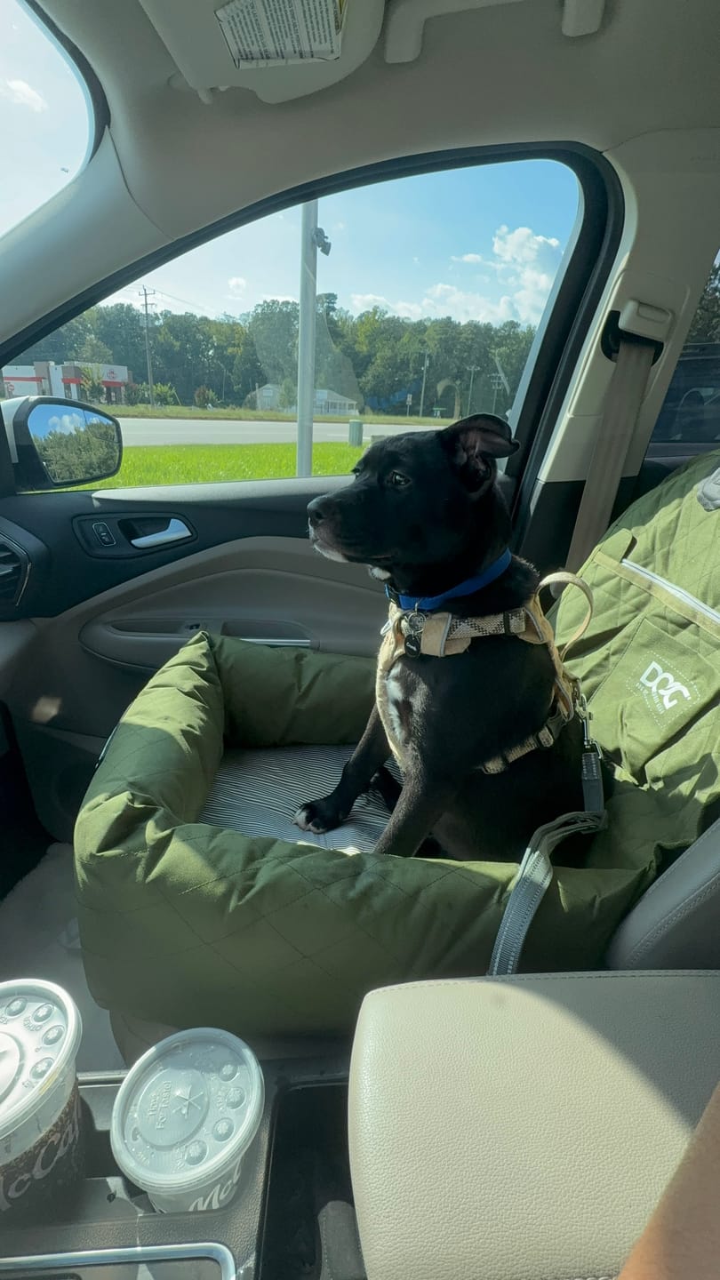 Customer photo review of Dog Car Seat - Small to Medium