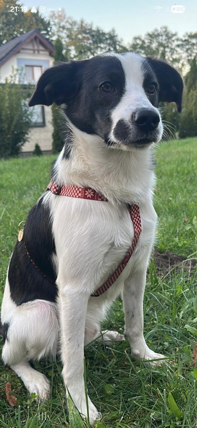 Customer photo review of Szelki guard "Cozy Plaid" - czarne okucia