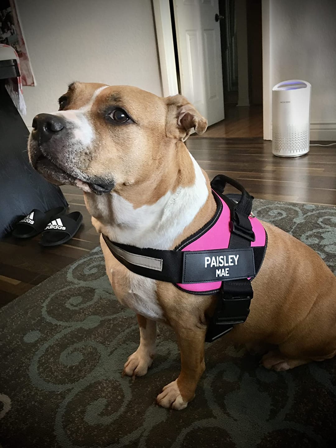 Customer photo review of No Pull Dog Harness