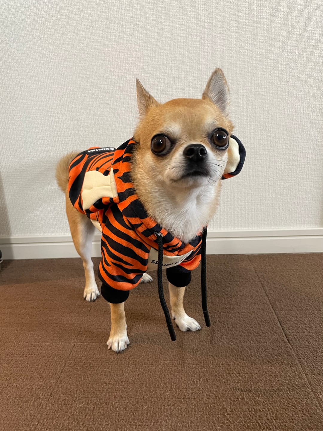 Customer photo review of Halloween Dog Hoodie - Tiger
