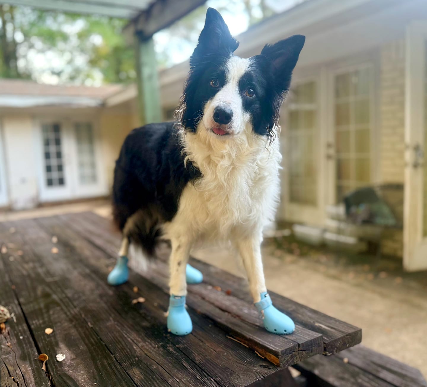 Customer photo review of WagWellies® Sport