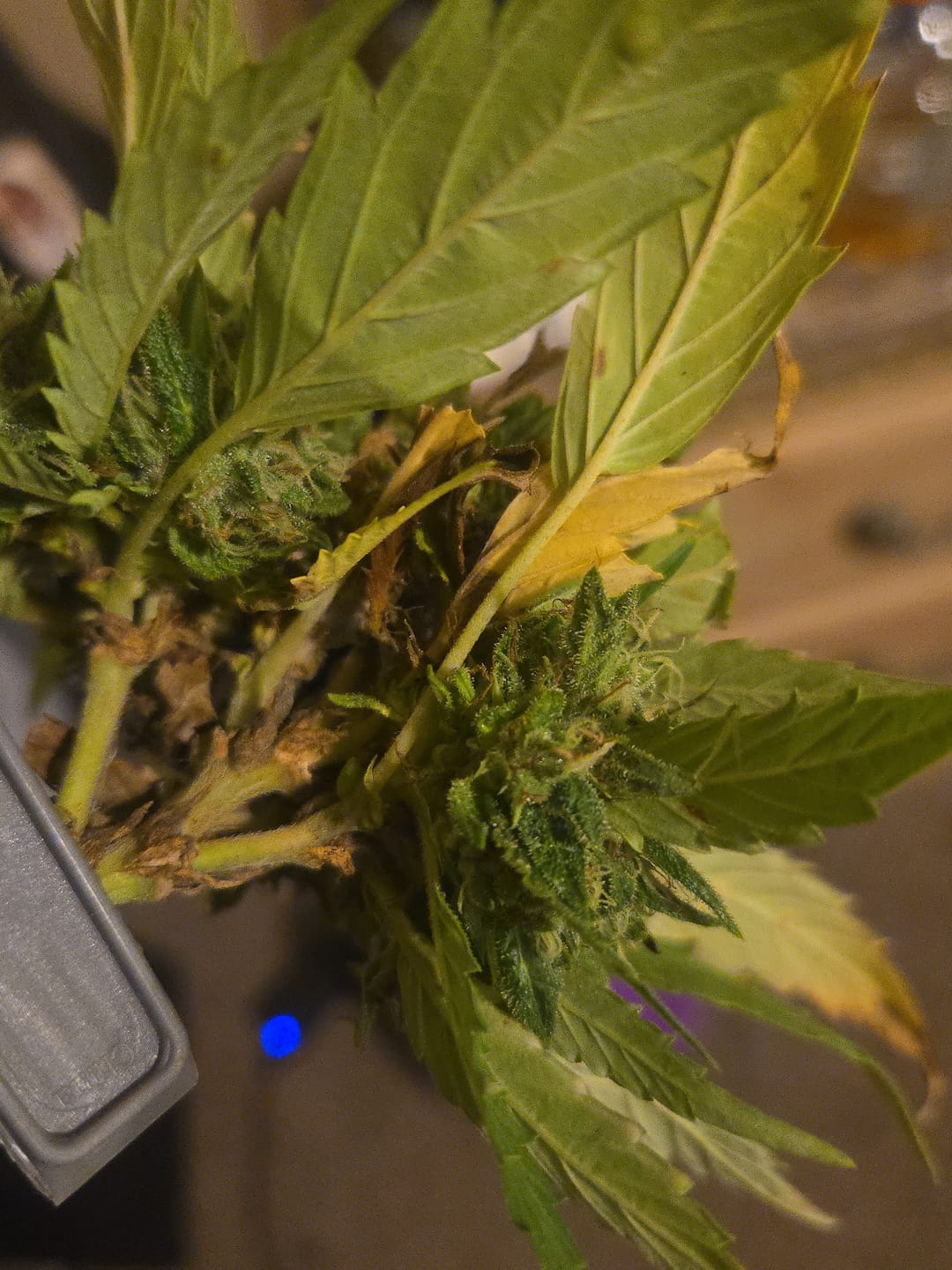 Customer photo review of Black Cherry Gelato Hauler - 3.5g