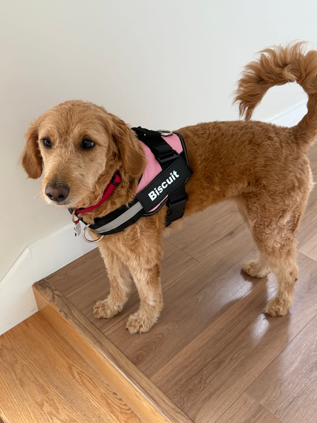 Customer photo review of Personalized Dog Harness