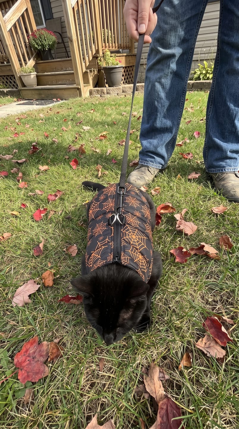 Customer photo review of Warm Whiskers Halloween Pet Vest